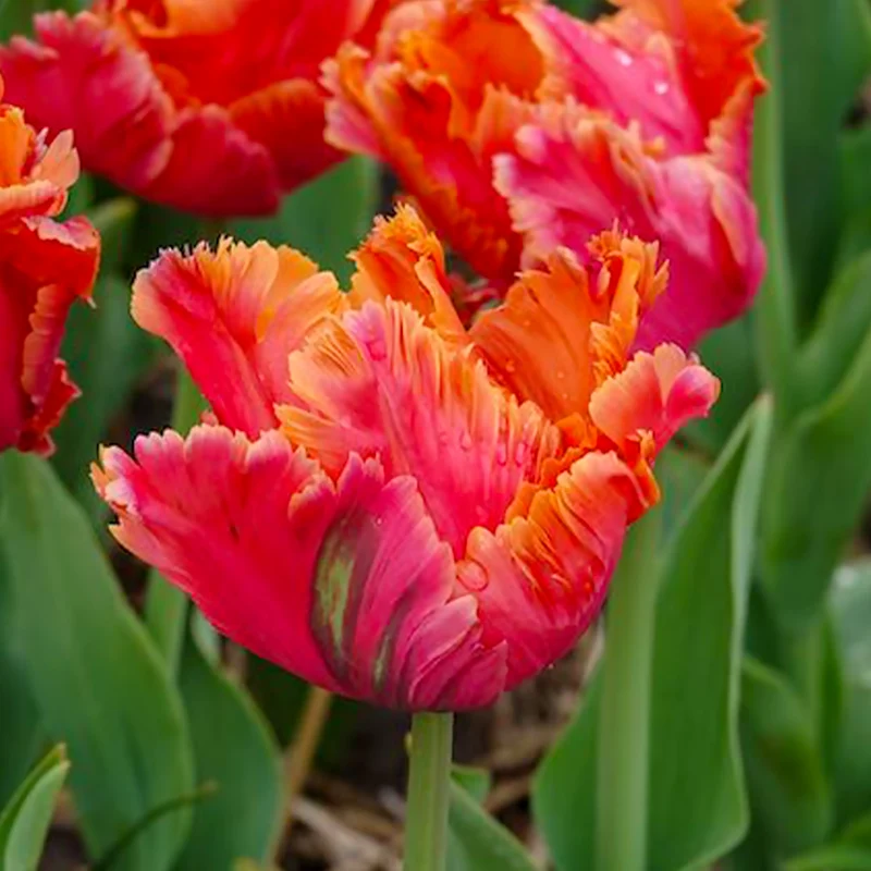 7 Tulipes perroquets Amazing Parrot
