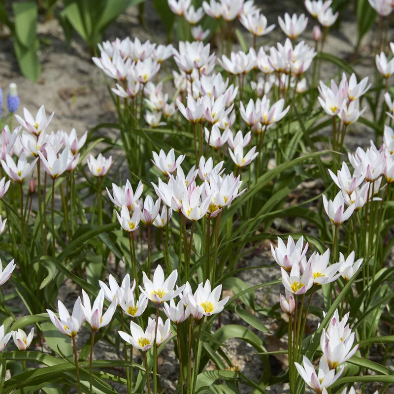 10 Tulipes botaniques Hilde