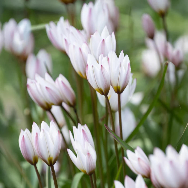 10 Tulipes botaniques Hilde