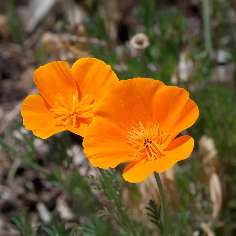 Pavot de californie 'Aurantiaca'