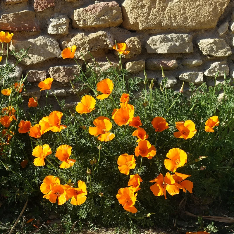 Pavot de californie 'Aurantiaca'