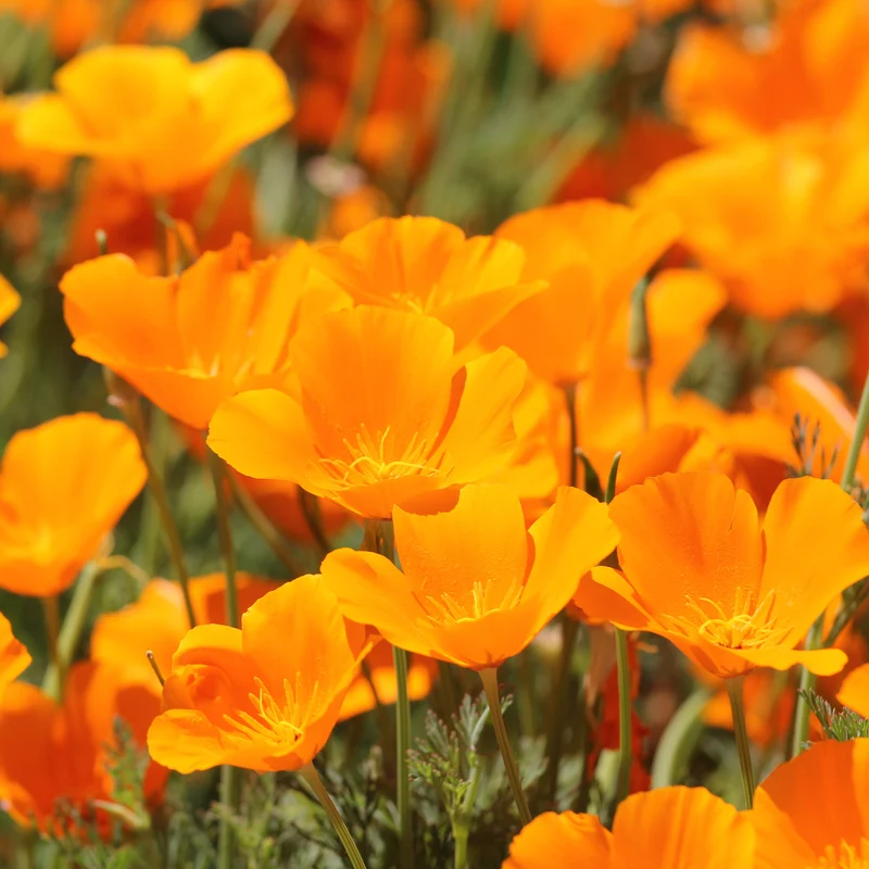 Pavot de californie 'Aurantiaca'