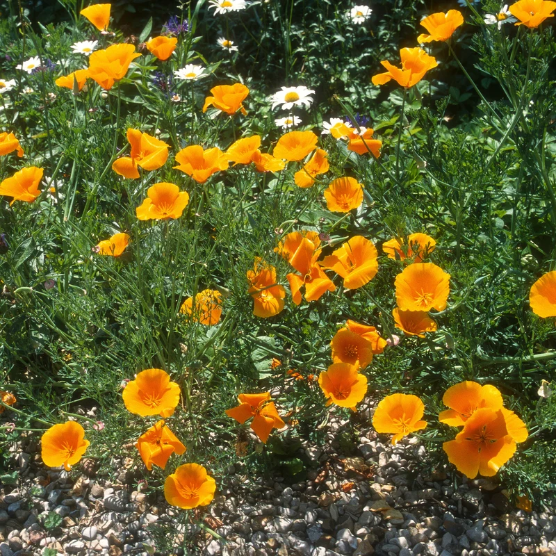 Pavot de californie 'Aurantiaca'