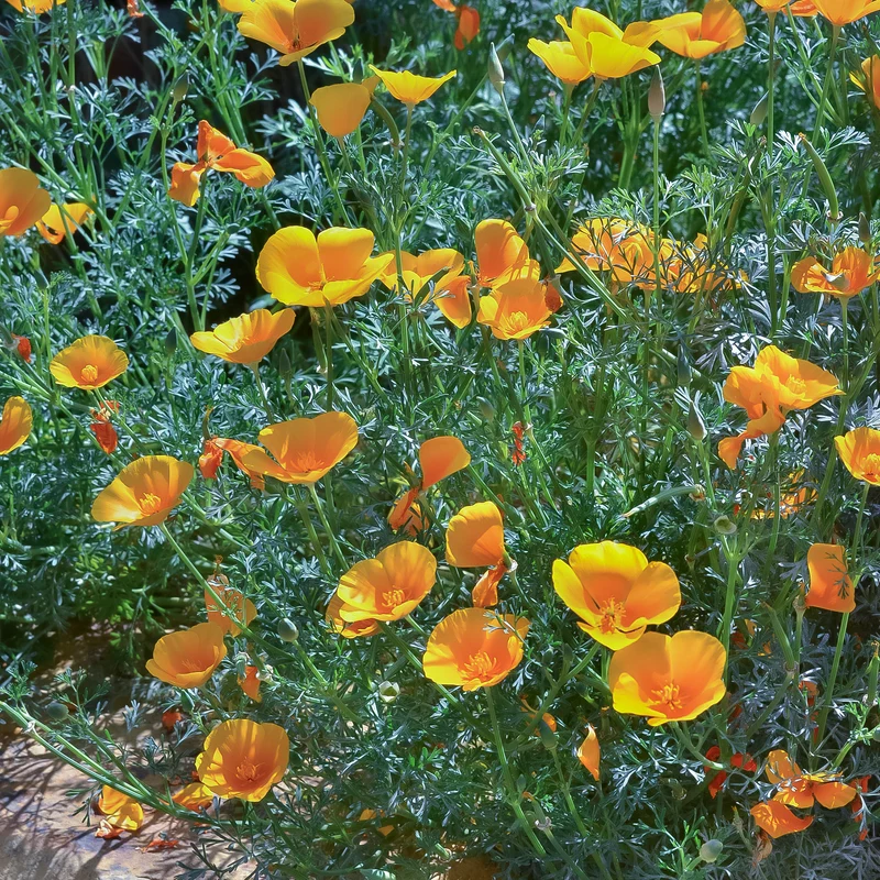 Pavot de californie 'Aurantiaca'