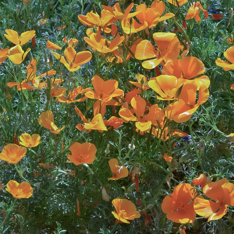 Pavot de californie 'Aurantiaca'