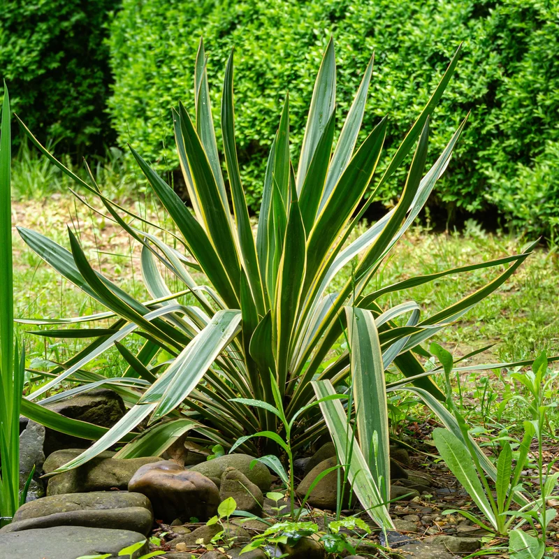 Yucca gloriosa Variegata