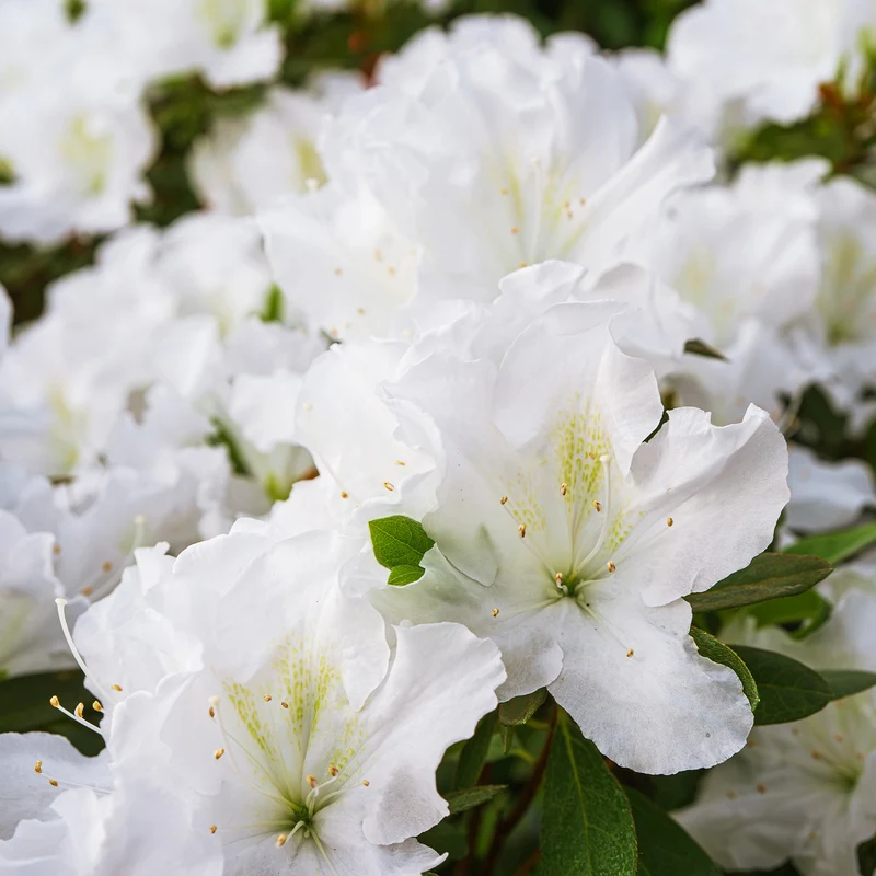 Azalée du Japon Encore White Julia