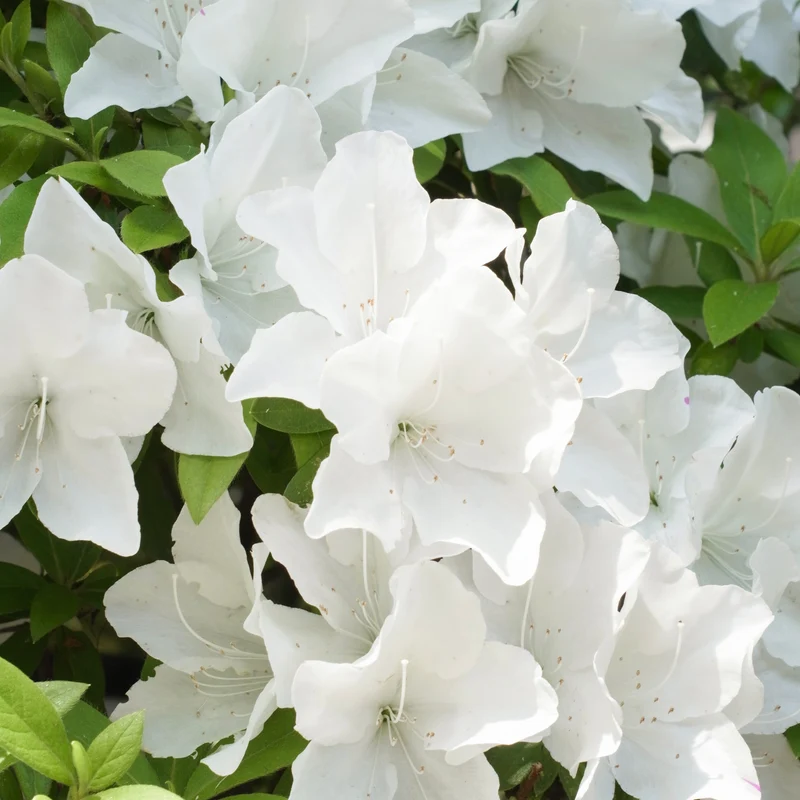 Azalée du Japon Encore White Julia