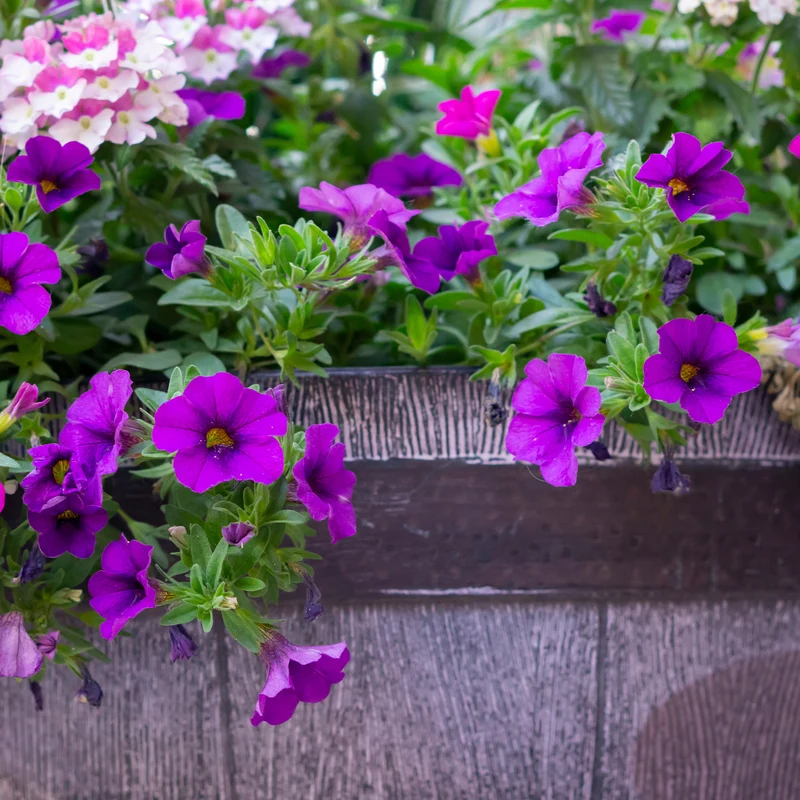 Surfinia violette