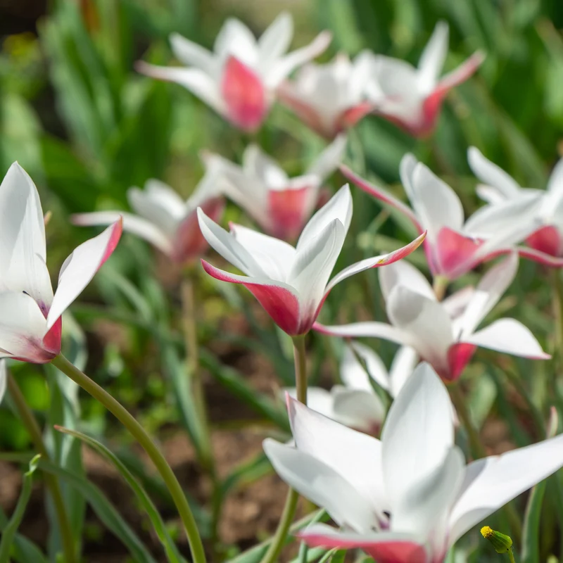 12 Tulipes Peppermint Stick