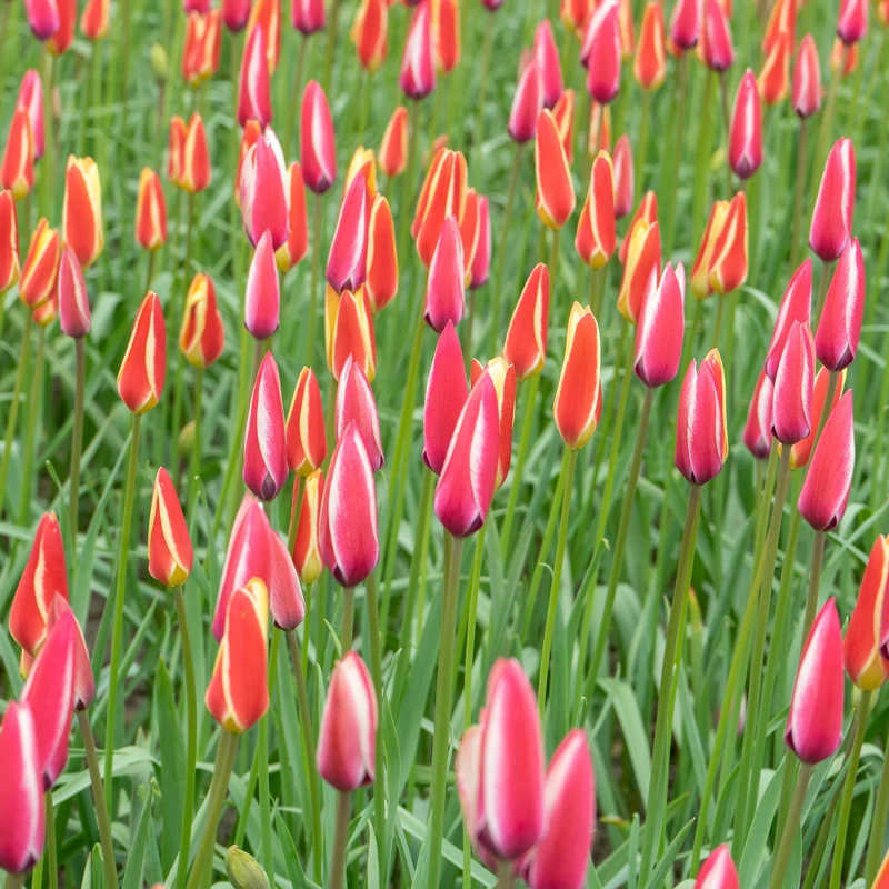 12 Tulipes Peppermint Stick
