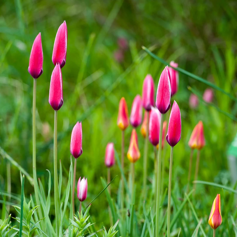12 Tulipes Peppermint Stick
