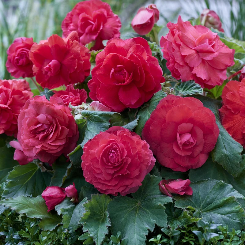 5 Bégonias doubles roses