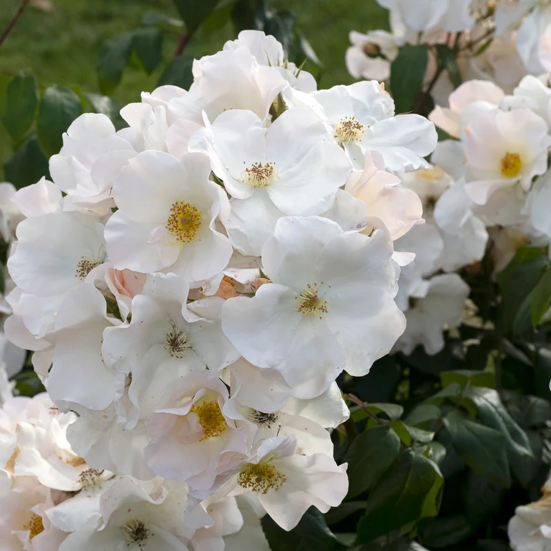Rosier arbustif Sally Holmes