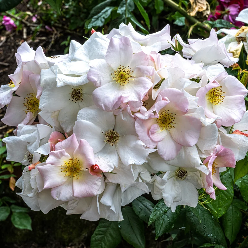 Rosier arbustif Sally Holmes