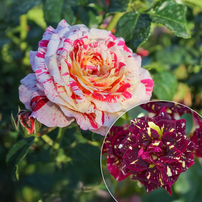 Rosier buisson Abracadabra® Koramsaro