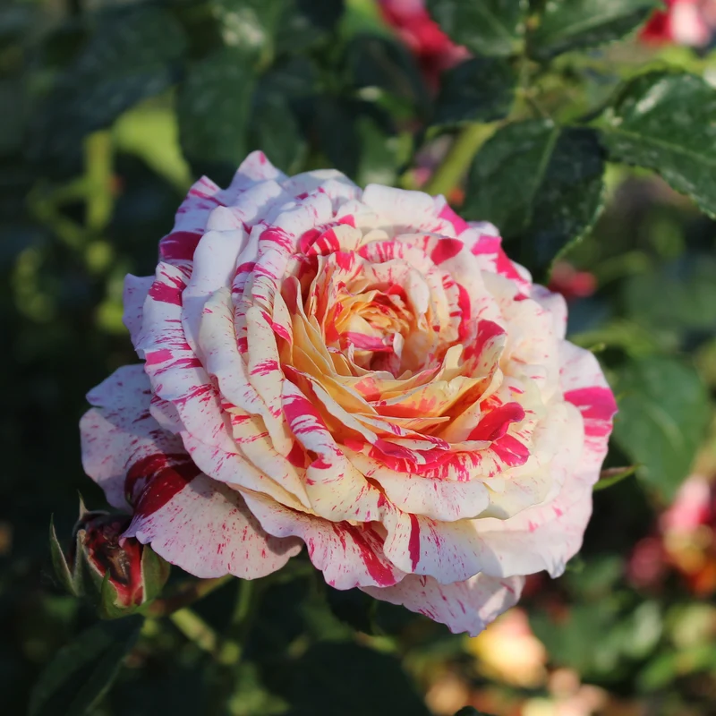 Rosier buisson Abracadabra® Koramsaro