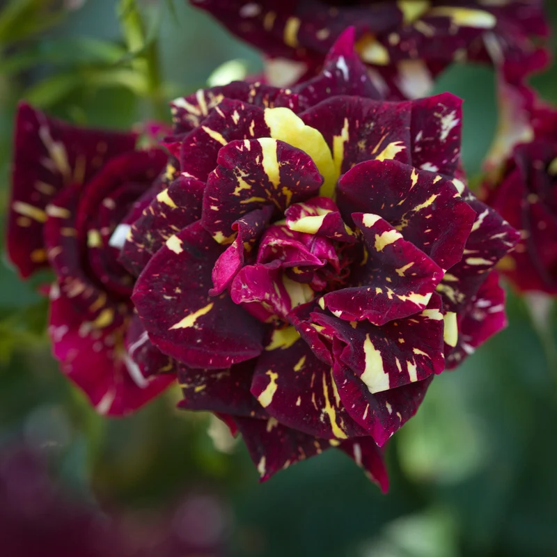 Rosier buisson Abracadabra® Koramsaro