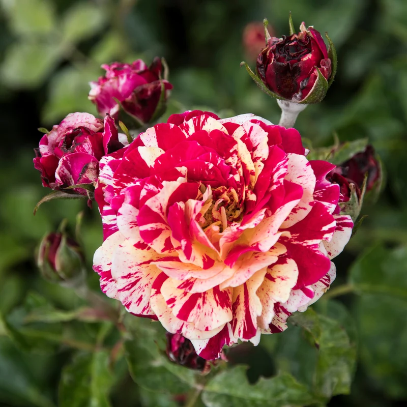 Rosier buisson Abracadabra® Koramsaro