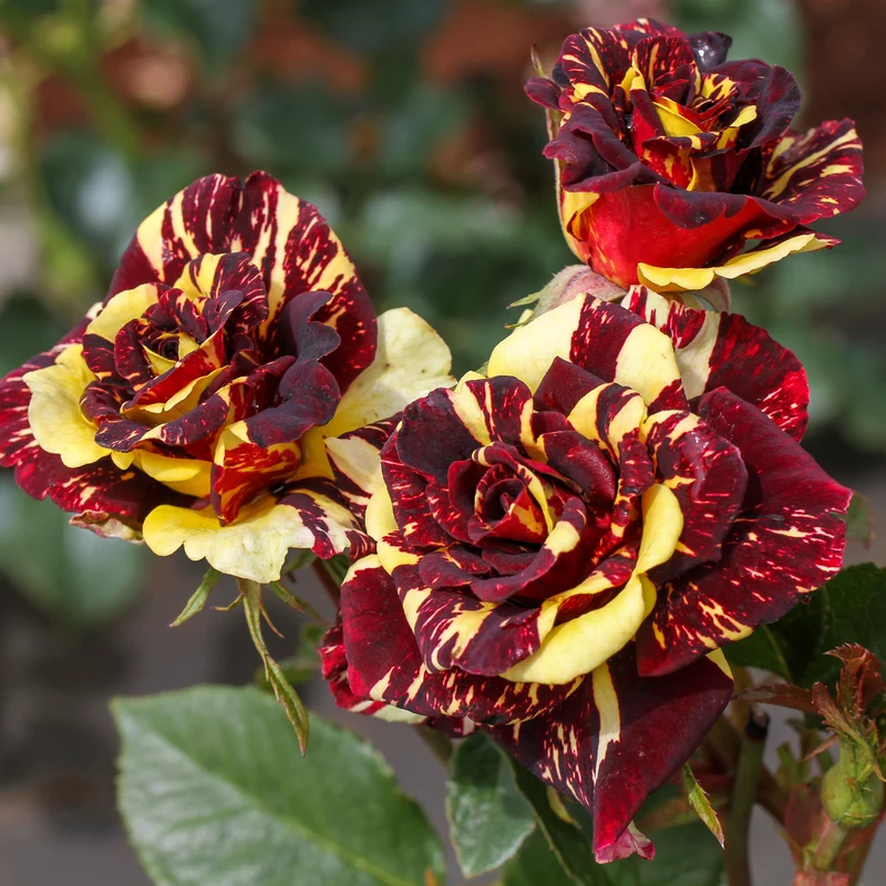 Rosier buisson Abracadabra® Koramsaro