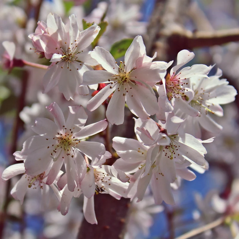 Cerisier à fleurs du Japon Autumnalis Rosea