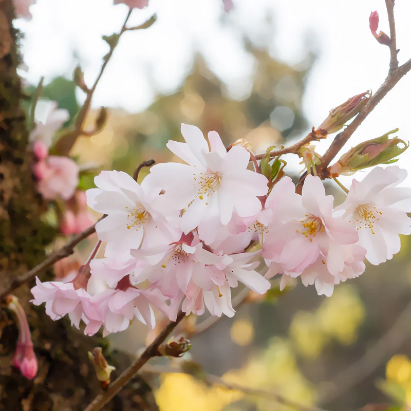 Cerisier à fleurs du Japon Autumnalis Rosea