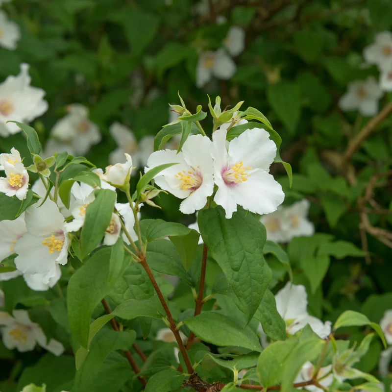 Seringat Belle Etoile - Philadelphus