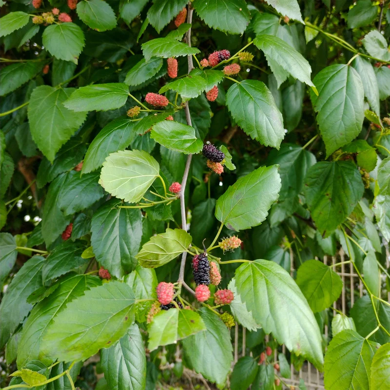 Mûrier noir