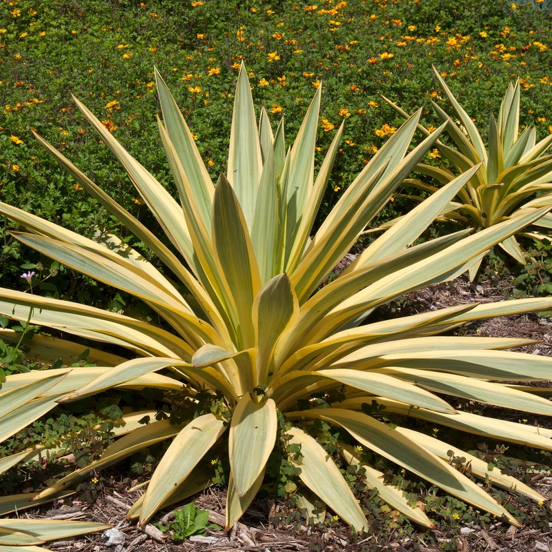 Yucca gloriosa Citrus twist®