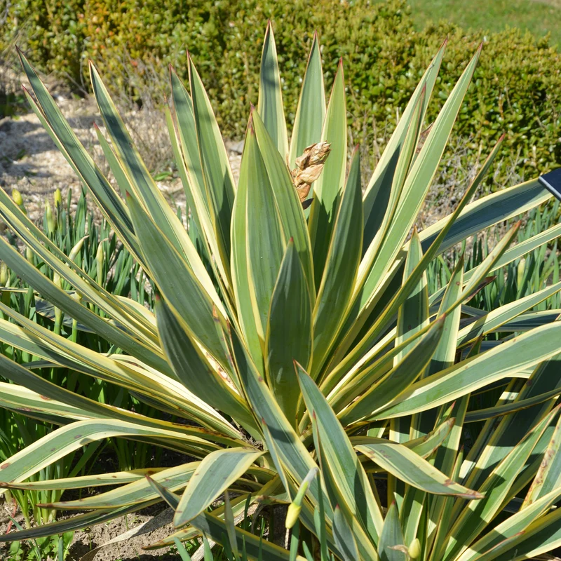 Yucca gloriosa Citrus twist®