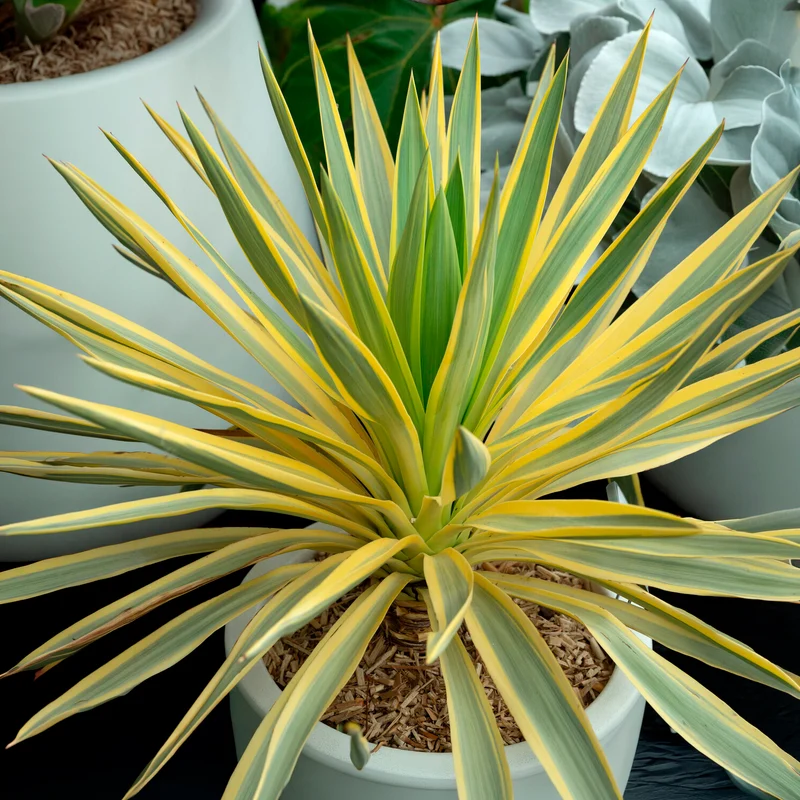 Yucca gloriosa Citrus twist®