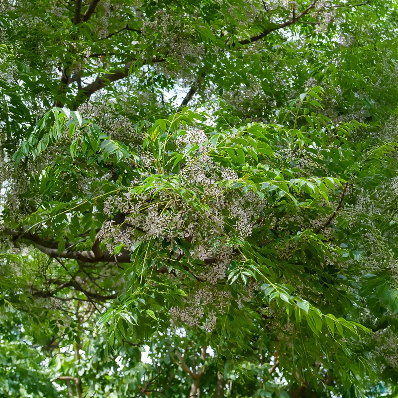 Lilas de Perse - Margousier
