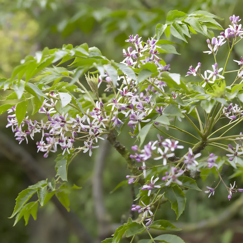 Lilas de Perse - Margousier