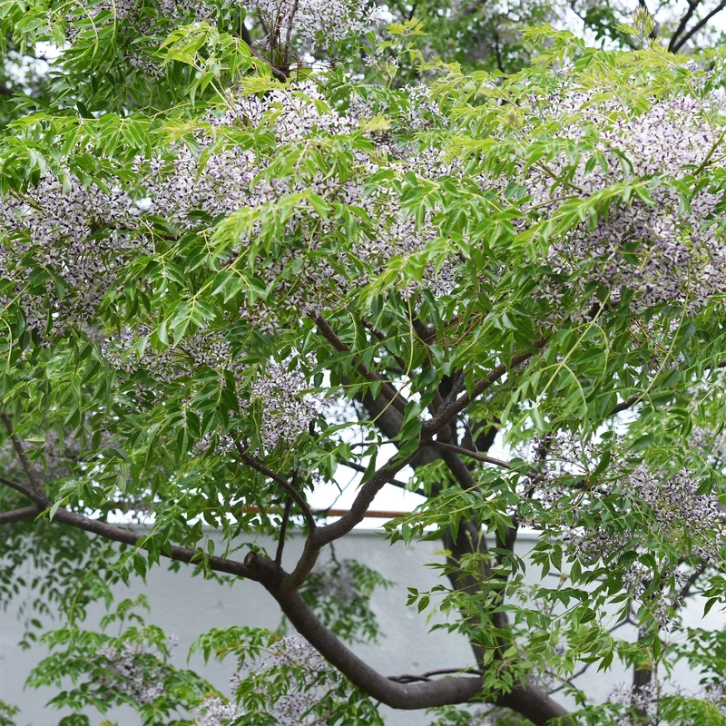 Lilas de Perse - Margousier