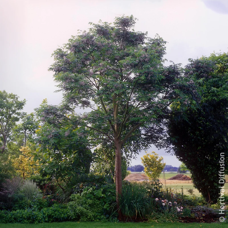 Lilas de Perse - Margousier
