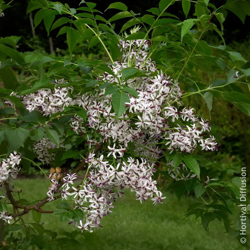 Lilas de Perse - Margousier