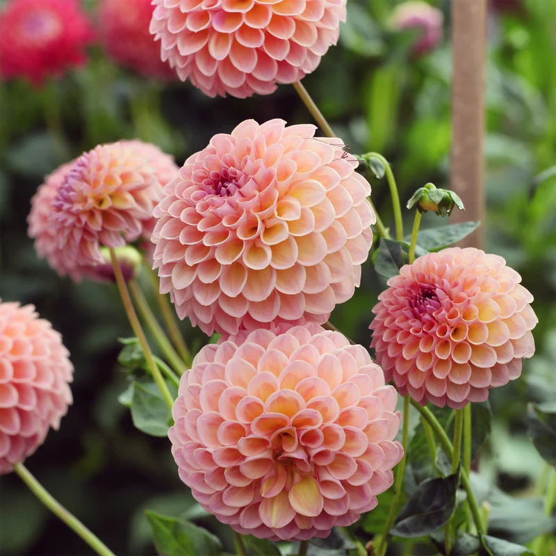 Dahlia ball Jowey Winnie