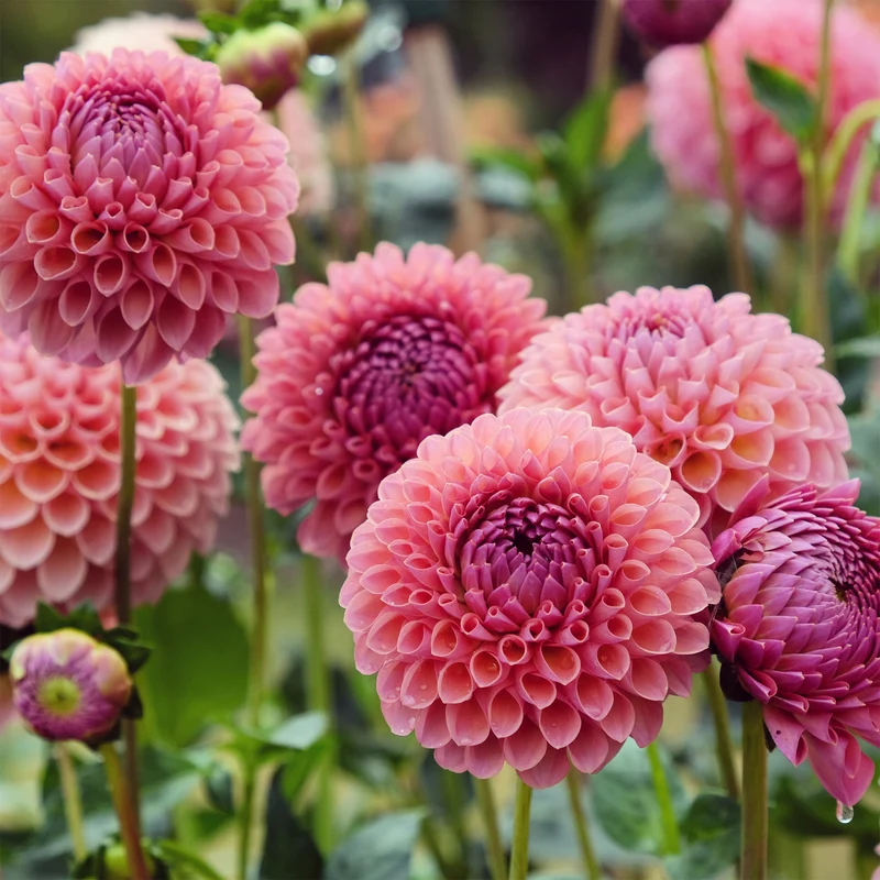 Dahlia ball Jowey Winnie