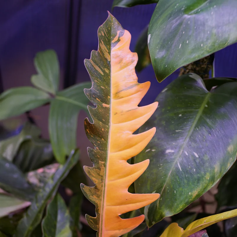 Philodendron Ring of Fire