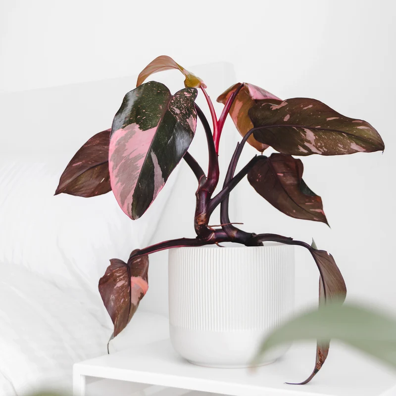Philodendron Pink Princess