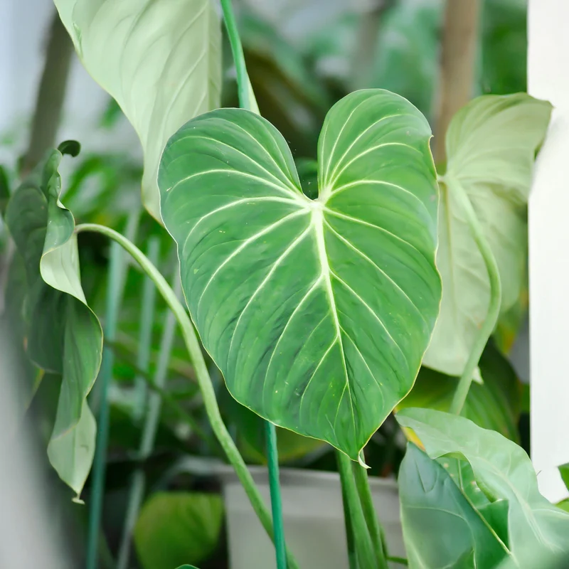 Philodendron Gloriosum