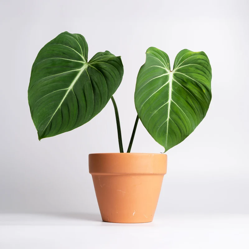 Philodendron Gloriosum