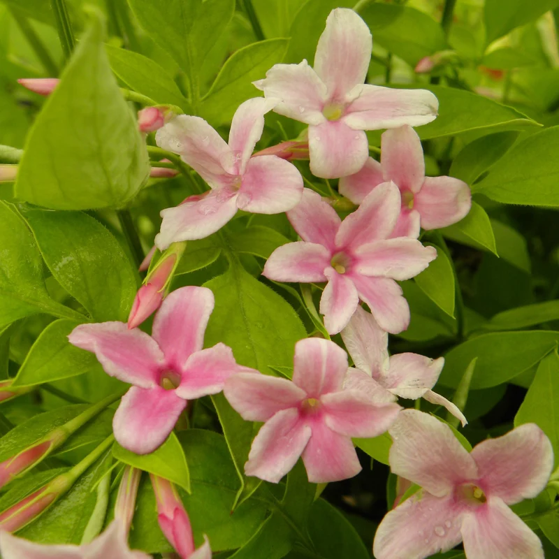 Jasmin stéphanois