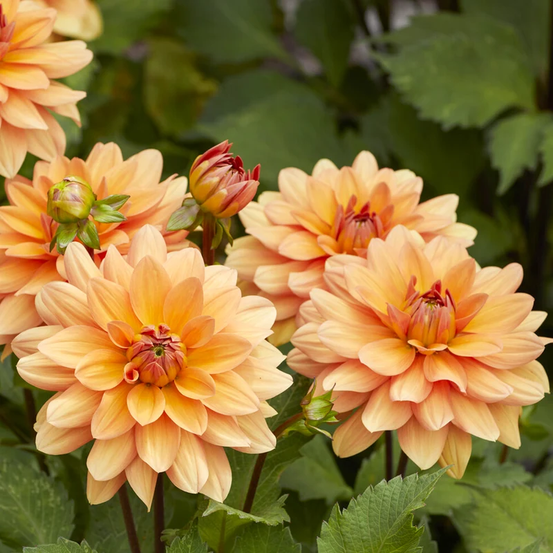 Dahlia décoratif Yelno Harmony