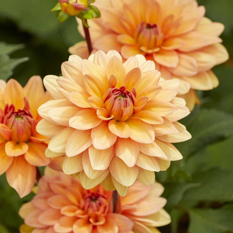 Dahlia décoratif Yelno Harmony