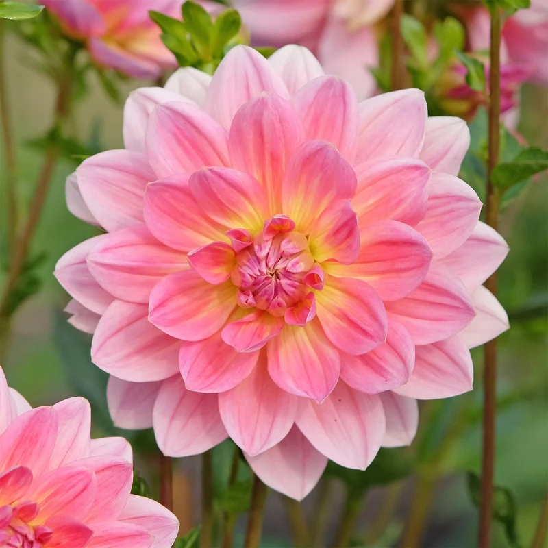Dahlia Twiggy