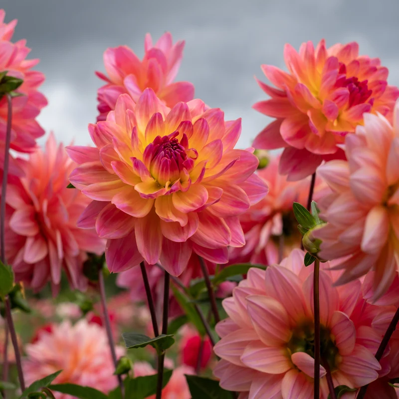 Dahlia Twiggy