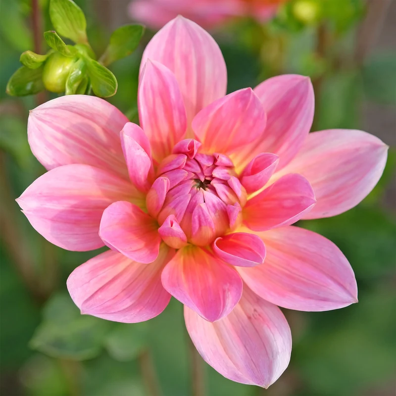 Dahlia Twiggy