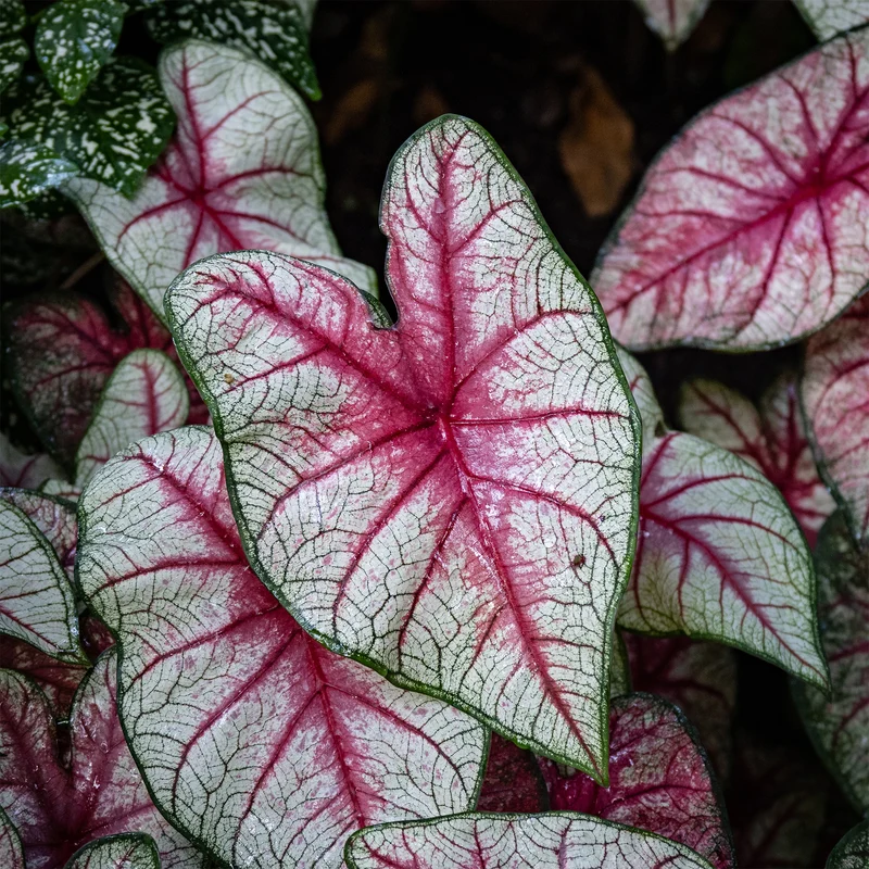 Caladium White Queen