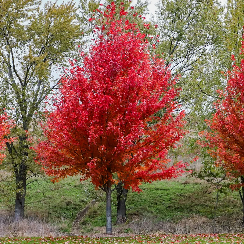 Erable de Freeman Autumn Blaze
